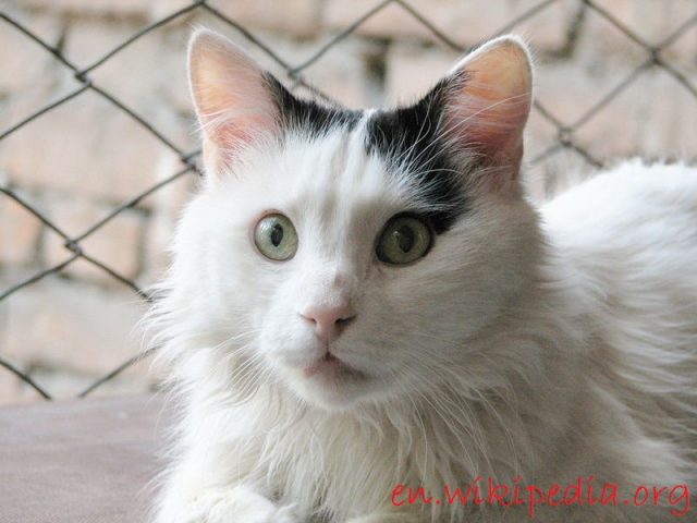 Gambar Telinga Kucing Anggora Asli, Ketahui Ciri Cirinya Sebelum Membeli