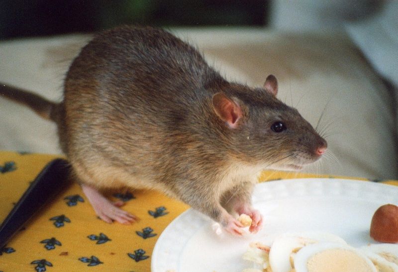 Gambar cara mengusir tikus dari rumah paling ampuh