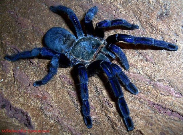 gambar dan jenis laba laba tarantula cobalt blue tarantulas cyriopagopus lividum