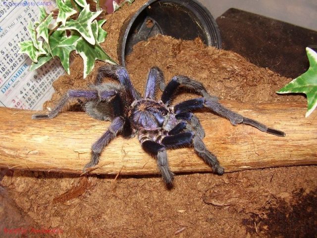 gambar dan jenis laba laba tarantula haitian brown tarantulas phormictopus cancerides