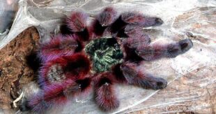 gambar dan jenis laba laba tarantula pink toed tarantula avicularia versicolor