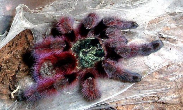 gambar dan jenis laba laba tarantula pink toed tarantula avicularia versicolor
