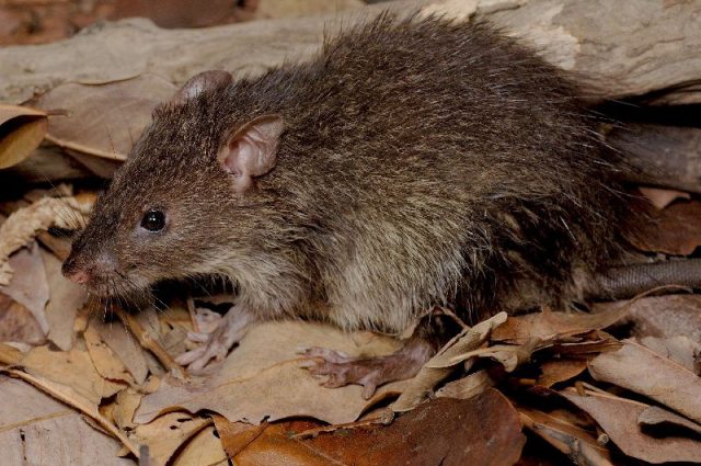 Gambar klasifikasi tikus dan jenis jenis serta gambarnya di berbagai dunia bandicota indica