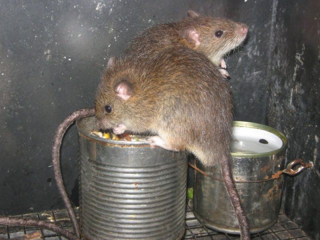 Gambar klasifikasi tikus dan jenis jenis serta gambarnya di berbagai dunia rattus exulans