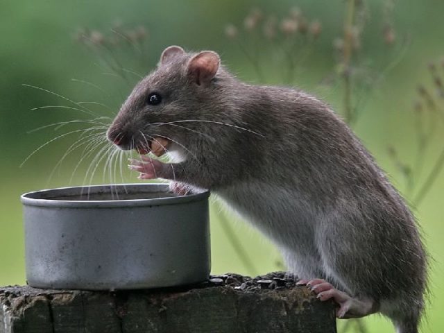 Gambar klasifikasi tikus dan jenis jenis serta gambarnya di berbagai dunia rattus norvegicus