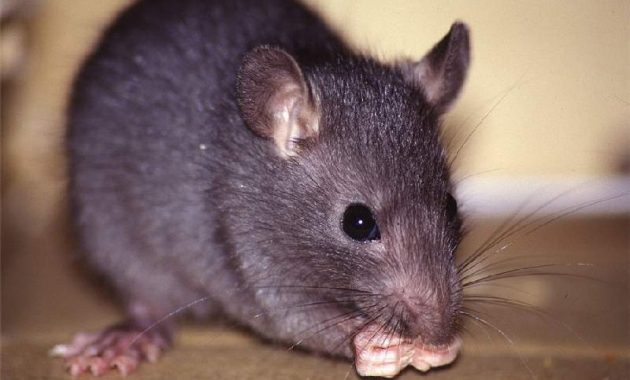Gambar klasifikasi tikus dan jenis jenis serta gambarnya di berbagai dunia tikus rumah