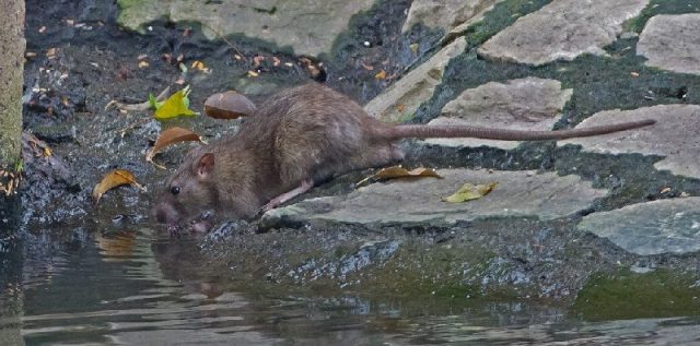 Gambar klasifikasi-tikus-dan-jenis-jenis-serta-gambarnya-di-berbagai-dunia-tikus-werok-bandicota-bengalensis