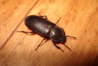 Gambar kumbang ulat hongkong dan klasifikasinya