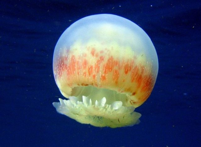 Gambar Nama Nama Hewan Laut Dan Gambarnya Ubur Ubur Laut