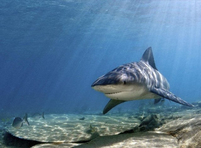 Gambar Nama Nama Ikan Laut Dan Gambarnya Hiu banteng (Carcharhinus leucas)