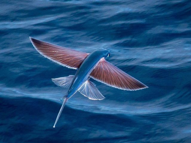 Gambar Nama Nama Ikan Laut Dan Gambarnya Ikan terbang ( Exocoetidae )