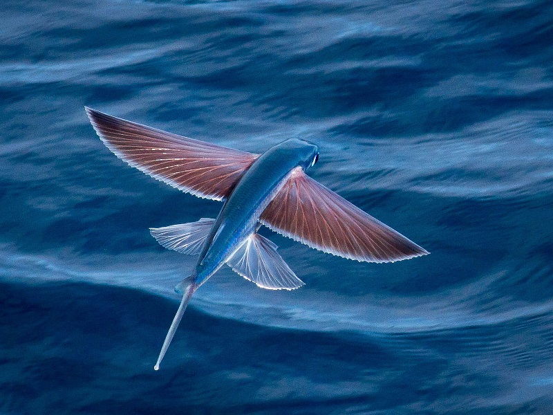 Gambar Nama Nama Ikan Laut Dan Gambarnya Ikan terbang ( Exocoetidae )