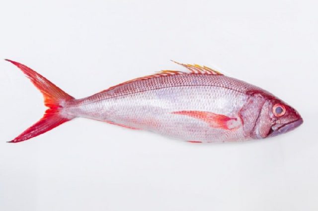 Gambar Nama Nama Ikan Laut Dan Gambarnya Kakap Sutra (Silk Snapper)