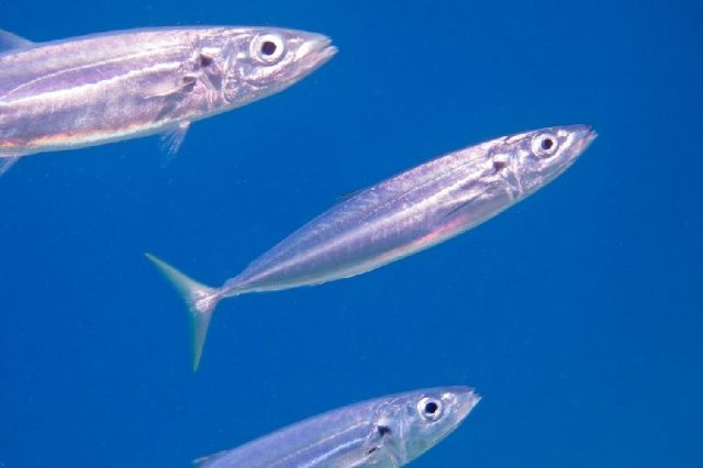 Gambar Nama Nama Ikan Laut Dan Gambarnya Layang biru (Decapterus macarellus)