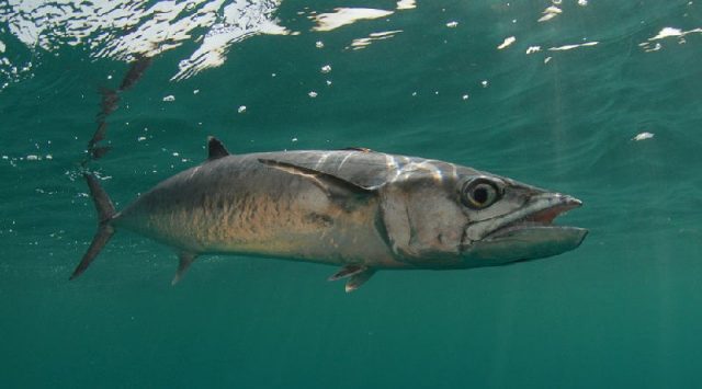 Gambar Nama Nama Ikan Laut Dan Gambarnya Makerel ( macarel )