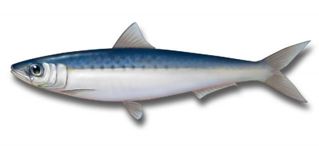 Gambar Nama Nama Ikan Laut Dan Gambarnya Sarden