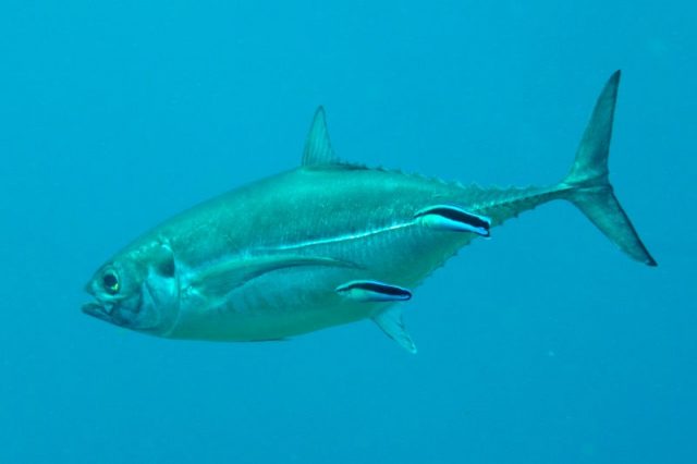 Gambar Nama Nama Ikan Laut Dan Gambarnya Selar tetengkek (Megalaspis cordyla)