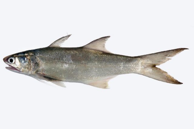 Gambar Nama Nama Ikan Laut Dan Gambarnya Senangin (Eleutheronema tetradactylum)