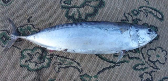 Gambar Nama Nama Ikan Laut Dan Gambarnya Tongkol lisong (Auxis rochei)