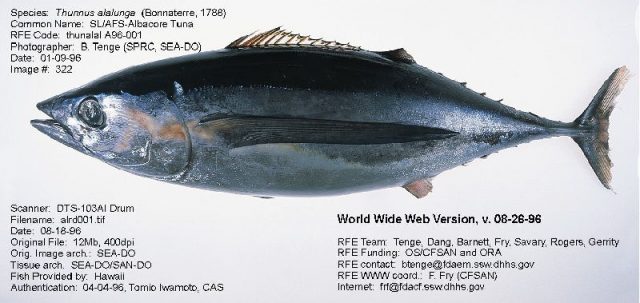 Gambar Nama Nama Ikan Laut Dan Gambarnya Tuna albakora (Thunnus alalunga)