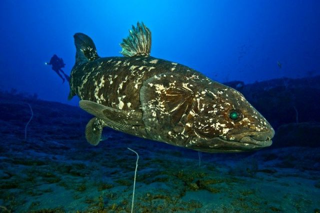 Gambar Nama Nama Ikan Laut Dan Gambarnya coelacanth fish