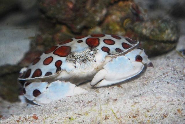 Gambar Jenis Jenis Kepiting Paling Lengkap Calico crab