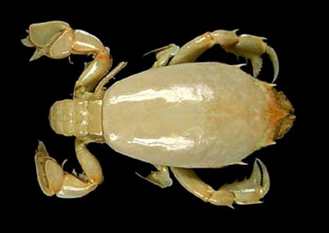 Gambar Jenis Jenis Kepiting Paling Lengkap Eastern froglet crab Ranilia orientalis