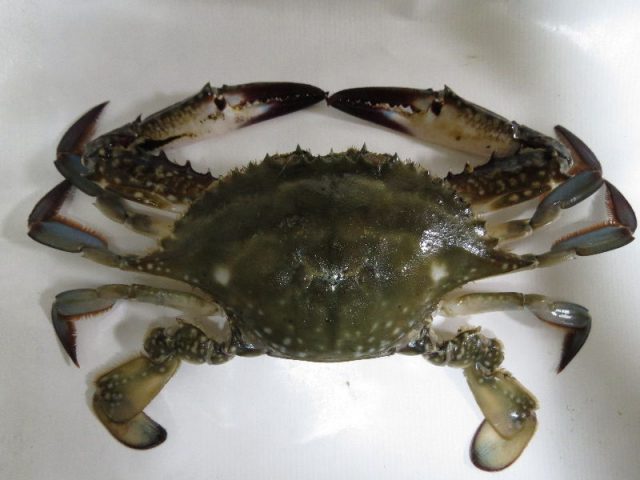 Gambar Jenis Jenis Kepiting Paling Lengkap Kepiting Jepang biru, gazami crab, Japanese blue crab or horse crab ( Portunus trituberculatus )