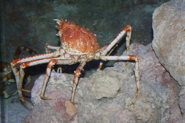 Gambar Jenis Jenis Kepiting Paling Lengkap Kepiting laba-laba Jepang ( Japanese spider crab Macrocheira kaempferi )