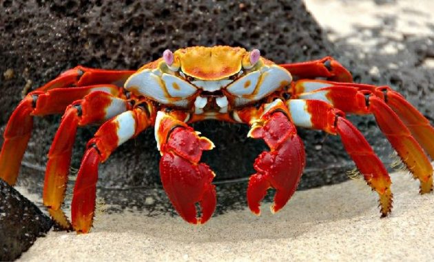 Gambar Jenis Jenis Kepiting Paling Lengkap Sally Lightfoot crab ( Grapsus grapsus )