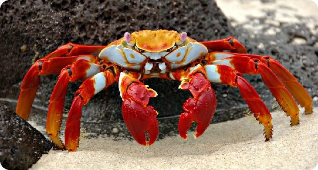 Gambar Jenis Jenis Kepiting Paling Lengkap Sally Lightfoot crab ( Grapsus grapsus )