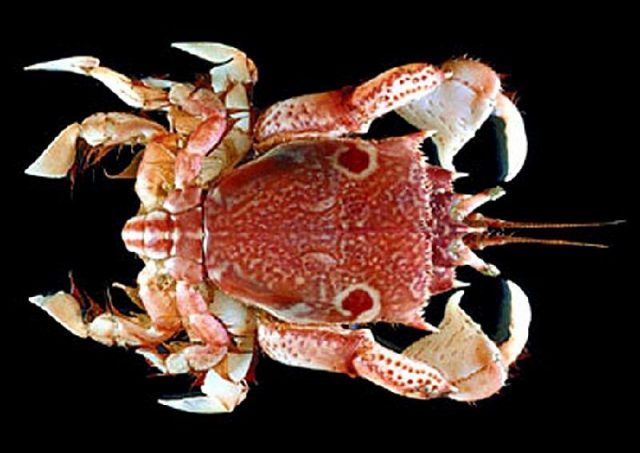 Gambar Jenis Jenis Kepiting Paling Lengkap back foot frog crab Notopus dorsipes