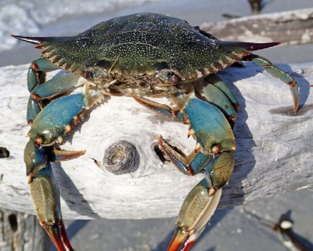 Gambar Jenis Jenis Kepiting Paling Lengkap blue crab, Atlantic blue crab ( Callinectes sapidus )