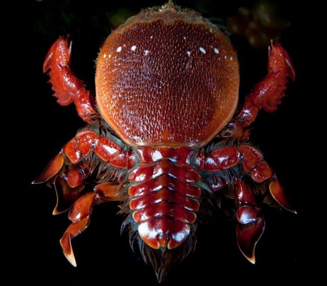 Gambar Jenis Jenis Kepiting Paling Lengkap frog shaped crab Ranina ranina