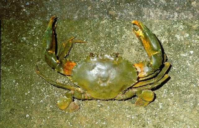Gambar Jenis Jenis Kepiting Paling Lengkap kepiting-bakau hijau (green mangrove crab, green mud crab) Scylla paramamosain