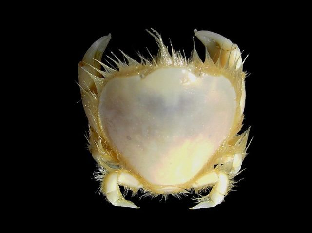 Gambar Jenis Jenis Kepiting Paling Lengkap thumbnail crab ( Thia scutellata )