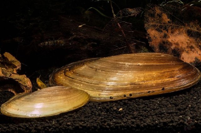 Gambar Jenis Jenis Kerang Paling Lengkap Pilsbryoconcha exilis