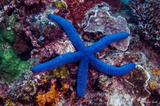 Gambar Nama Latin Bintang Laut - Blue sea star
