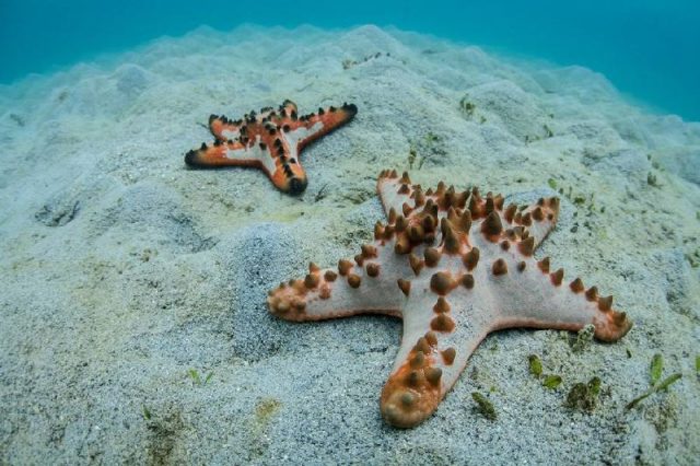 Gambar Nama Latin Bintang Laut - Chocolate Chip Sea Star