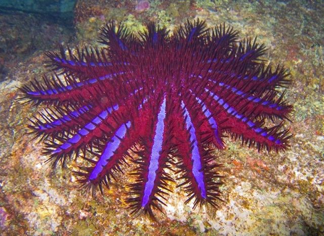 Gambar Nama Latin Bintang Laut - Crown-of-thorns starfish