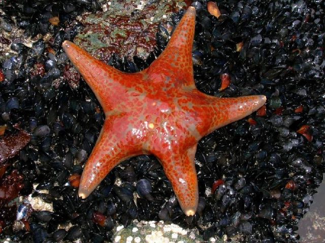 Gambar Nama Latin Bintang Laut - Leather star