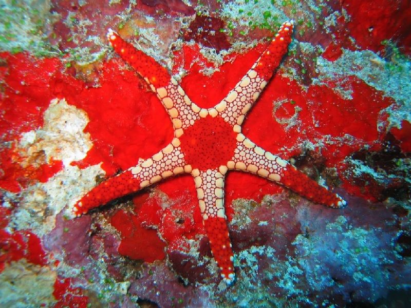 Gambar Nama Latin Bintang Laut - Necklace Starfish
