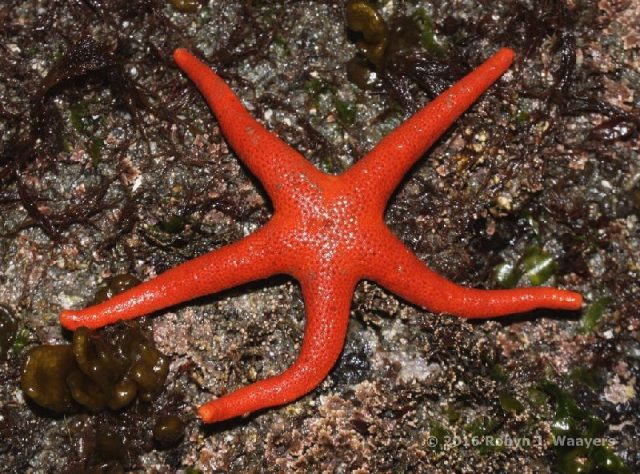 Gambar Nama Latin Bintang Laut - Pacific blood star