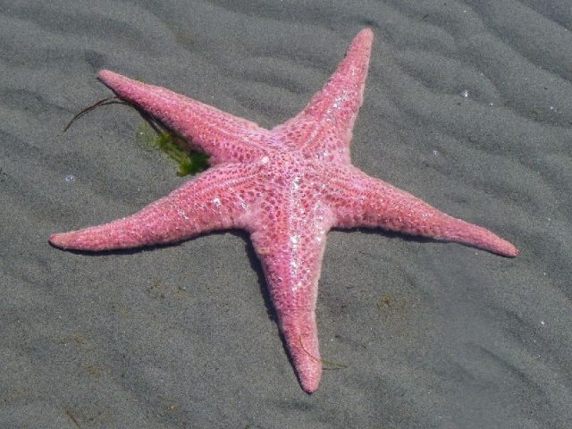 Gambar Nama Latin Bintang Laut - Pink short spined star