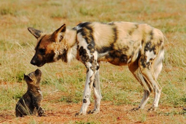 Gambar African Wild Dog Nama Nama Hewan Dari A Sampai Z Yang Dimulai Dari Huruf A