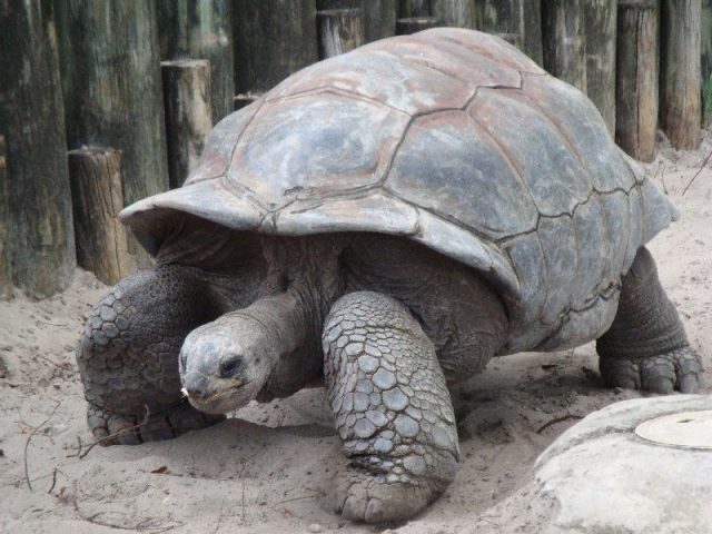 Gambar Aldabra Giant Tortoise Nama Nama Hewan Dari A Sampai Z Yang Dimulai Dari Huruf A