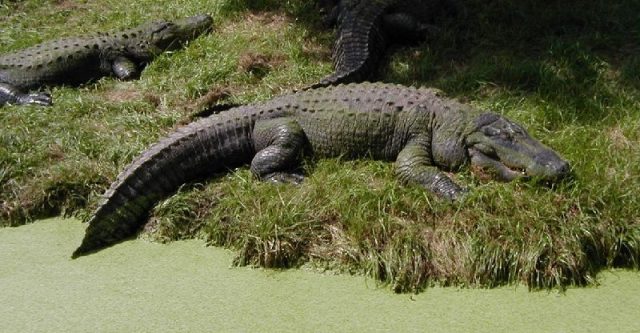 Gambar Alligator Nama Nama Hewan Dari A Sampai Z Yang Dimulai Dari Huruf A