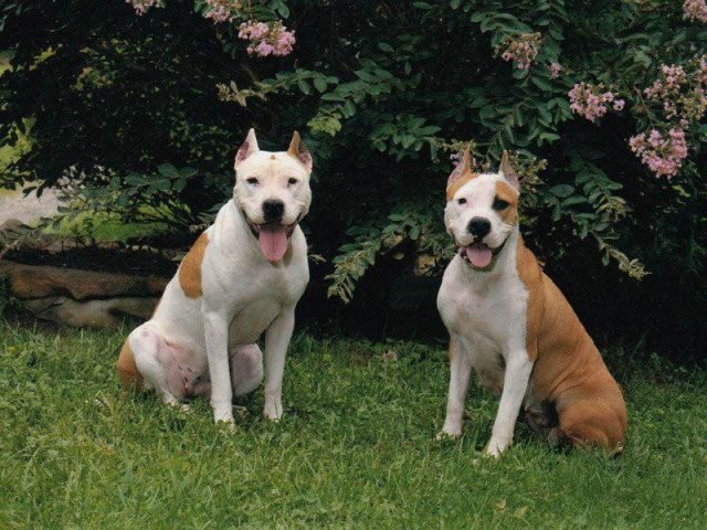Gambar American Staffordshire Terrier Nama Nama Hewan Dari A Sampai Z Yang Dimulai Dari Huruf A