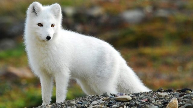 Gambar Arctic Fox Nama Nama Hewan Dari A Sampai Z Yang Dimulai Dari Huruf A