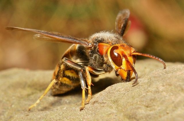 Gambar Asian Giant Hornet Nama Nama Hewan Dari A Sampai Z Yang Dimulai Dari Huruf A